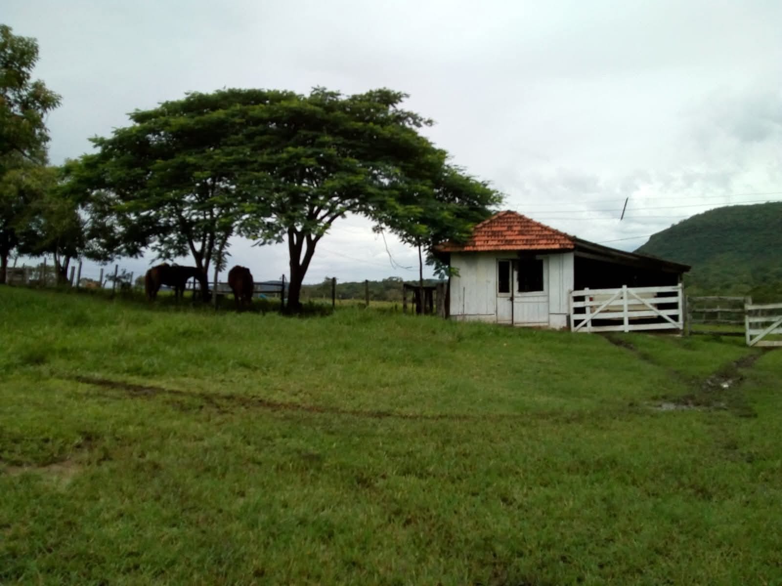 Fazenda em São Gabriel do Oeste — foto 1