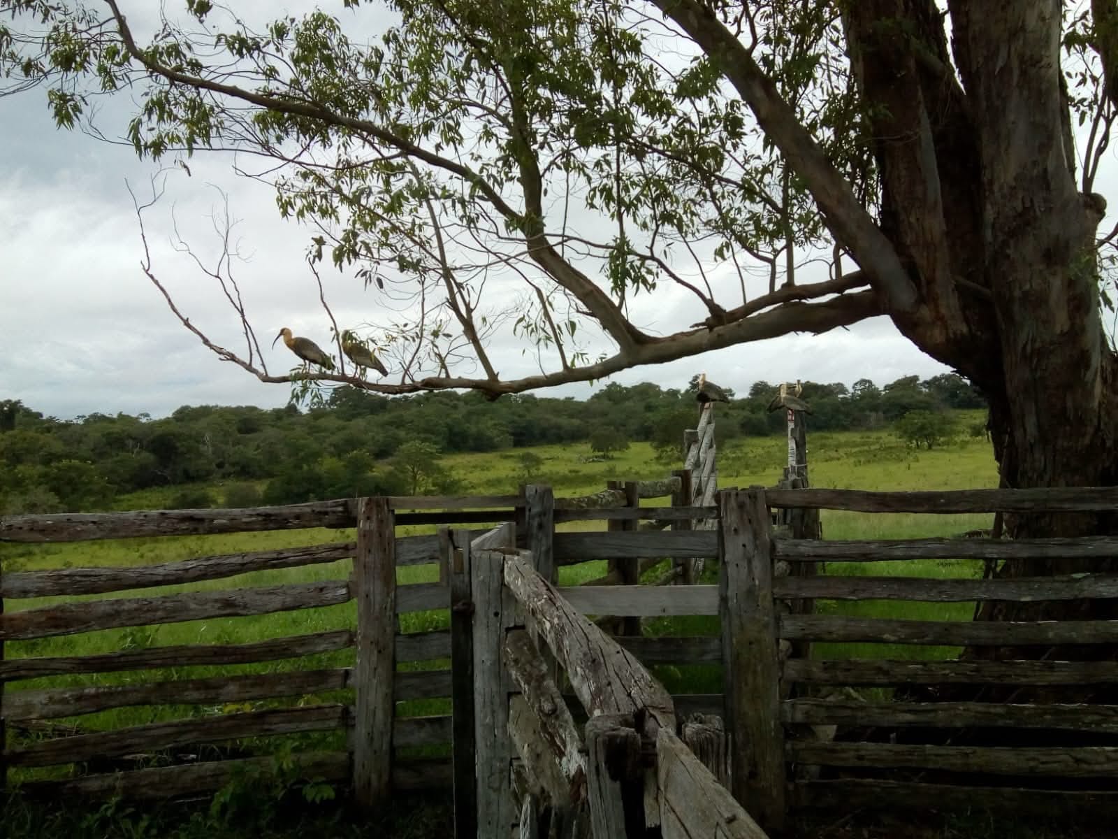 Fazenda em São Gabriel do Oeste — foto 2