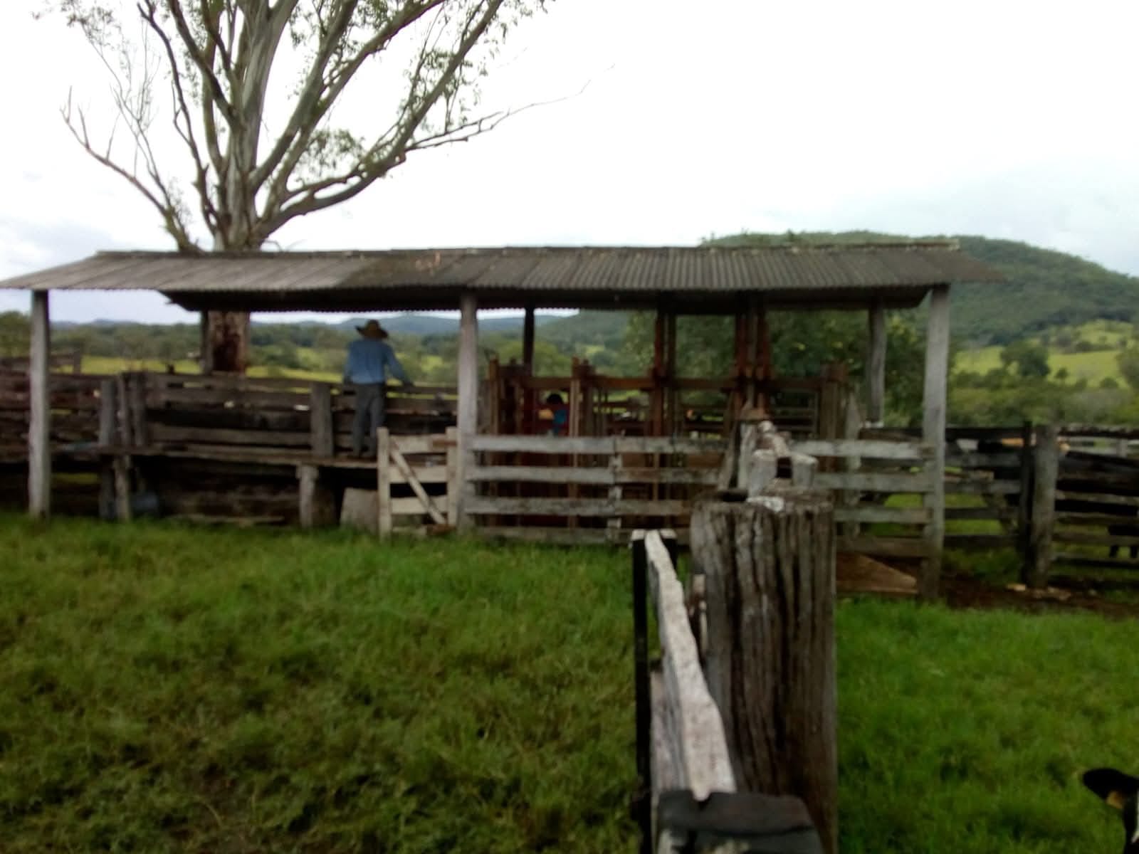 Fazenda em São Gabriel do Oeste — foto 3