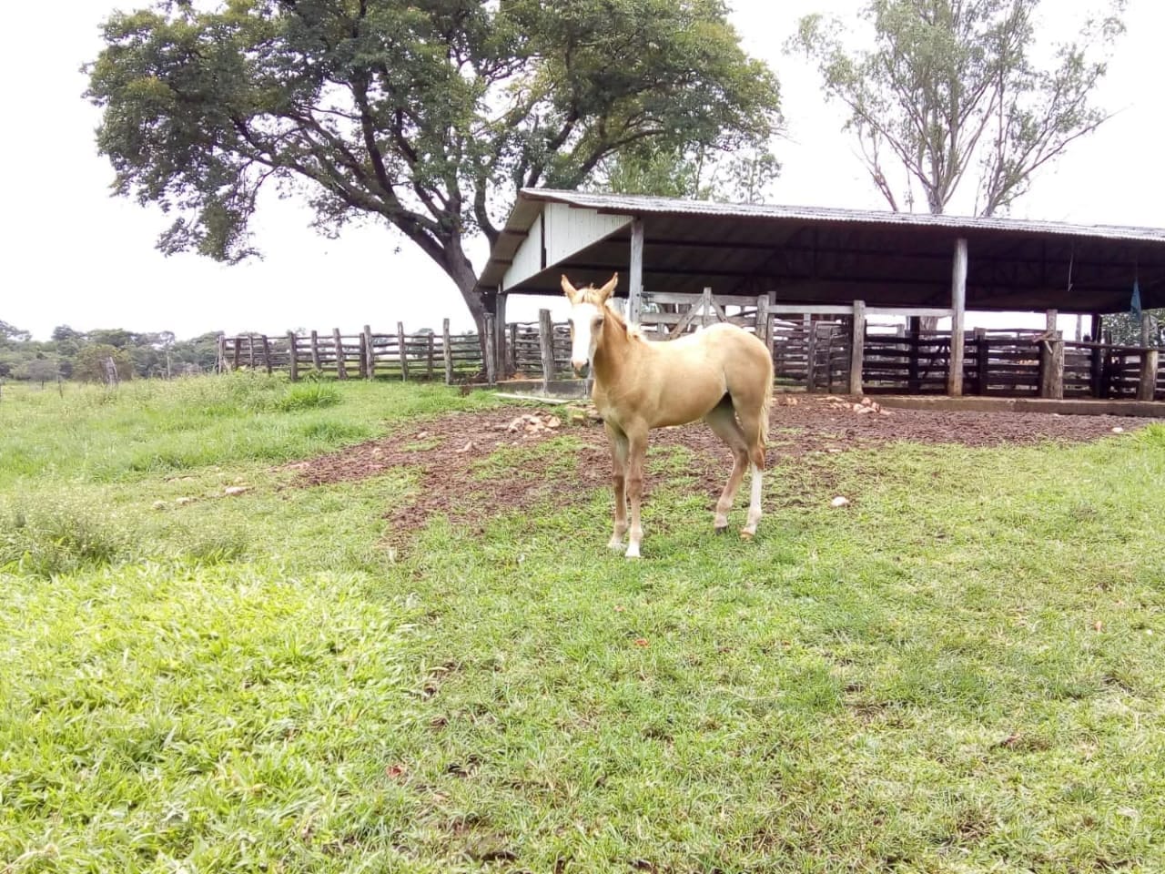 Fazenda em São Gabriel do Oeste — foto 4