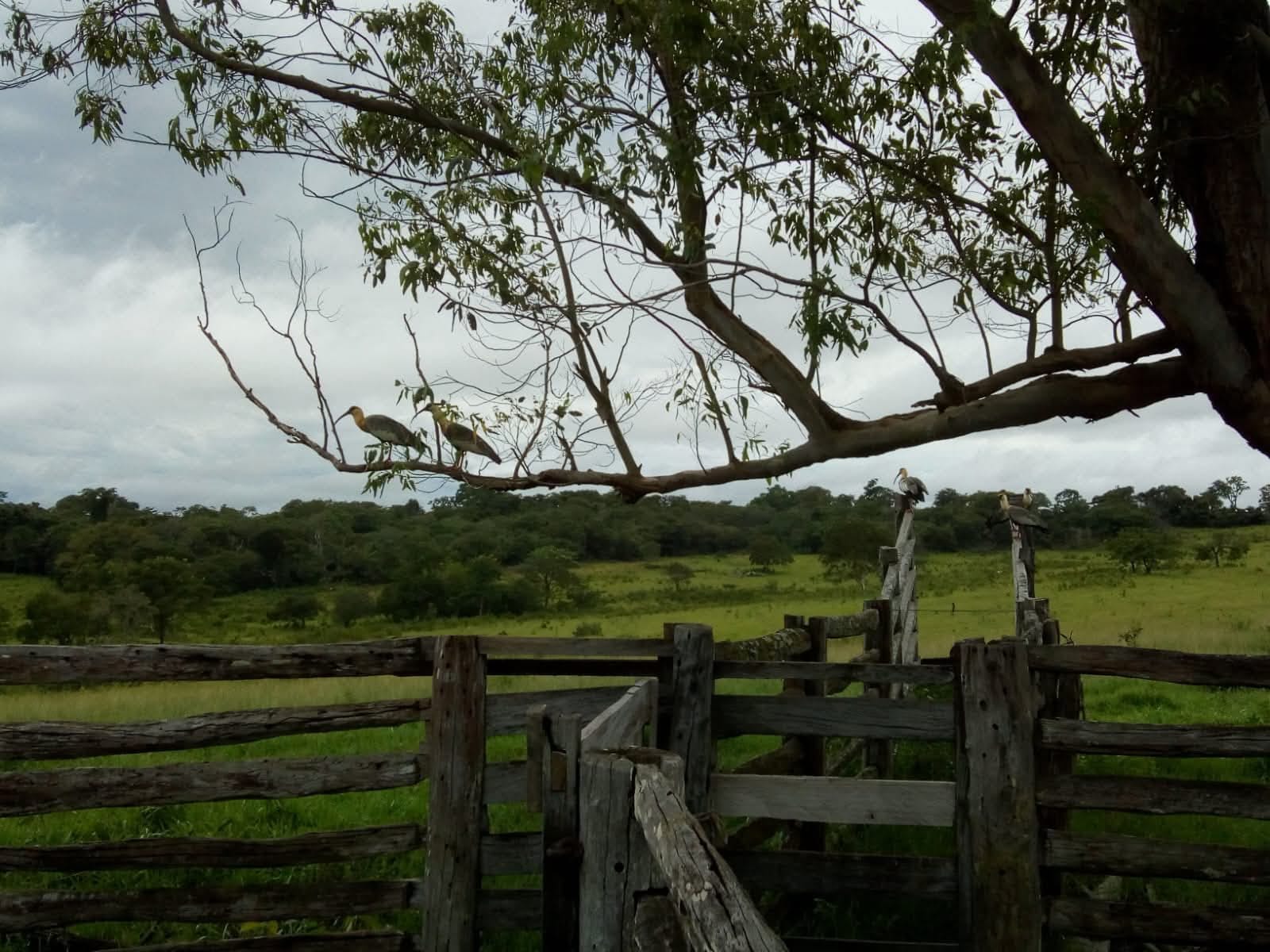 Fazenda em São Gabriel do Oeste — foto 5